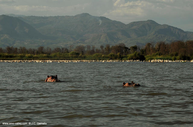 6-hipopotamos-lago-chamo-etiopia