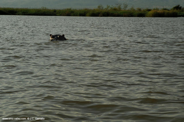 7-hippopotamus-chamo-lake-ethiopia